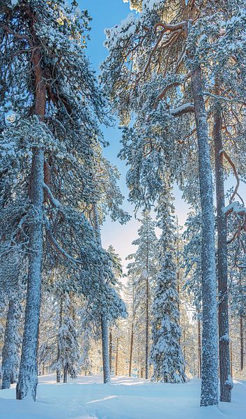 Winterlandschap met late middagzon, Finland van Rietje Bulthuis