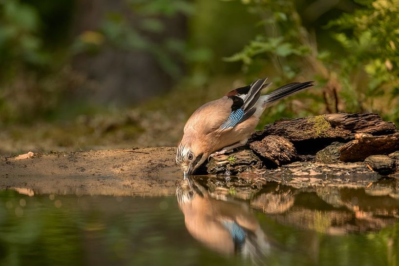 Gaai drinkt in de bossen van Tanja van Beuningen