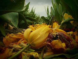 beautifull decay by Rob Kuijper