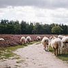 Moutons de la lande de Drenthe sur la lande de Hilversume près de Crailo, Bussum, Pays-Bas sur Evelien Lodewijks