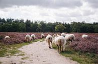 Drentse Heideschapen op de Hilversume hei bij Crailo, Bussum, Nederland van Evelien Lodewijks thumbnail