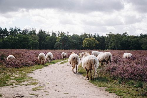 Moutons de la lande de Drenthe sur la lande de Hilversume près de Crailo, Bussum, Pays-Bas