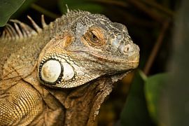 Iguanas by Simone Zaal