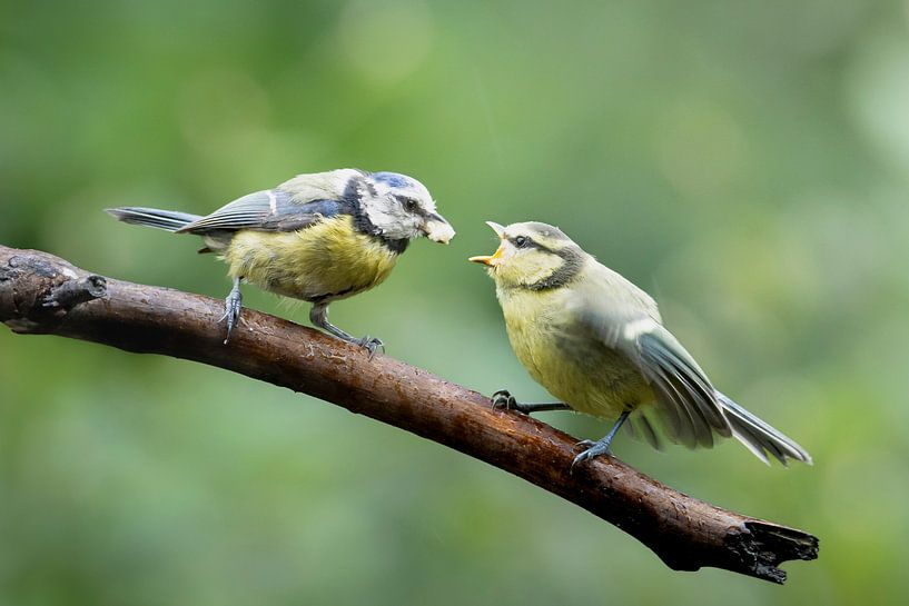 Pimpelmees jonkie van birdwatching_veluwe by Mirjam Boeschen Hospers