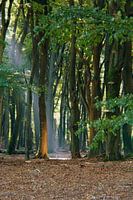 Zonnestraal Vierhouterbos Veluwe 