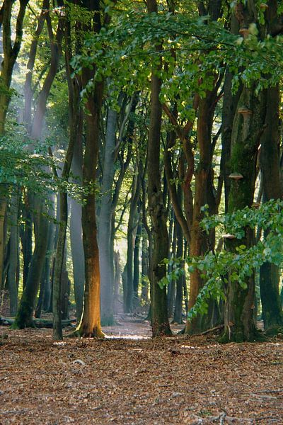 Zonnestraal Vierhouterbos Veluwe  par Tonny Swinkels