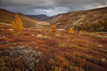 De Herfst in Noorwegen met bergen en dalen van Andy Luberti