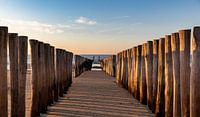 Beach posts in evening light 3
