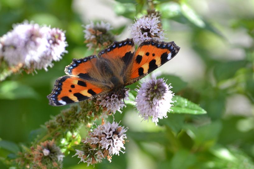 Schmetterling von Simone van der Heide