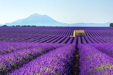 Lavender field by Georges Rudolph