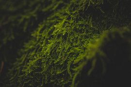 Pfad aus Moos von Jonas Steinbrecher