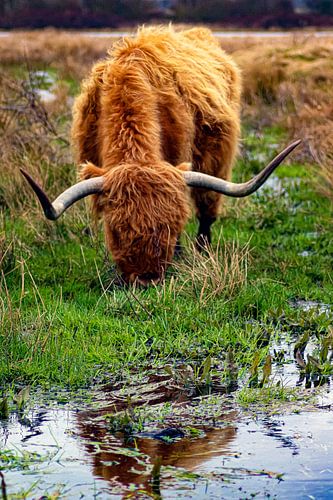 Schotse hooglanders