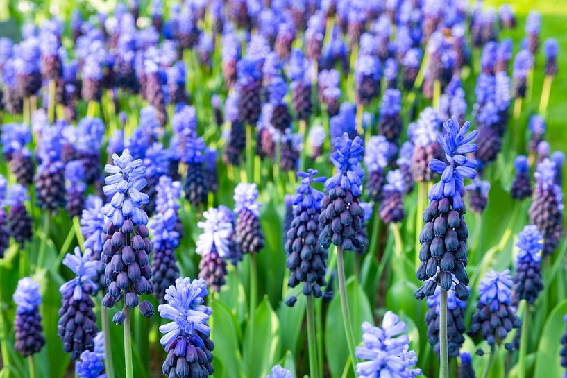 Blaue Traubenhyazinthen in Keukenhof Niederlande im Frühling von Ben Schonewille