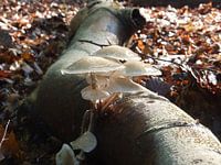 Paddenstoelen