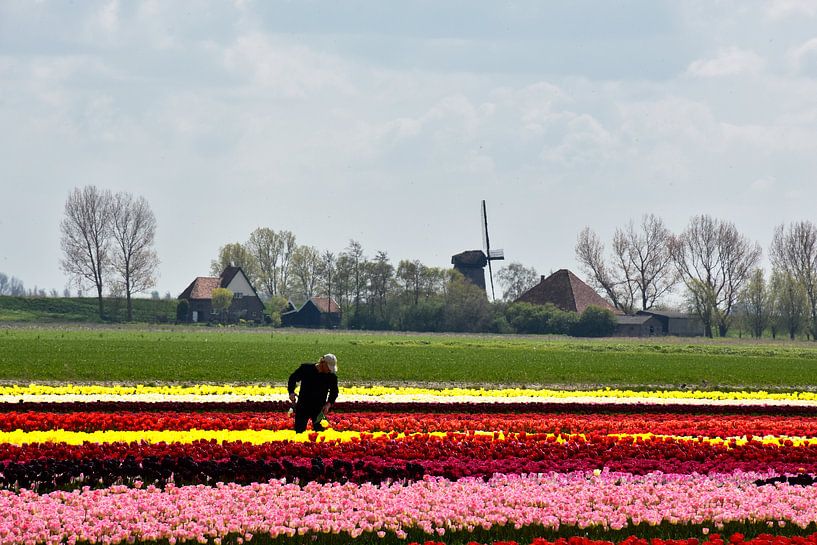 BLOEMBOLLENVELDEN/FLOWERING BULBS FIELDS von Roelof Touw