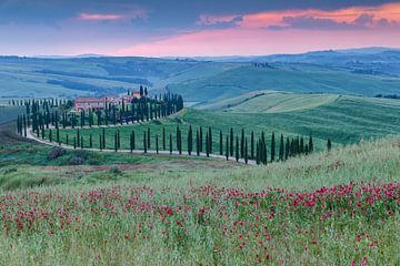 Cipressenlaan in Toscane van Menno Schaefer