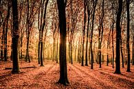 Tageslicht im Wald von Sjoerd van der Wal Fotografie Miniaturansicht