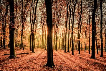 Lumière du soleil dans la forêt sur Sjoerd van der Wal Photographie