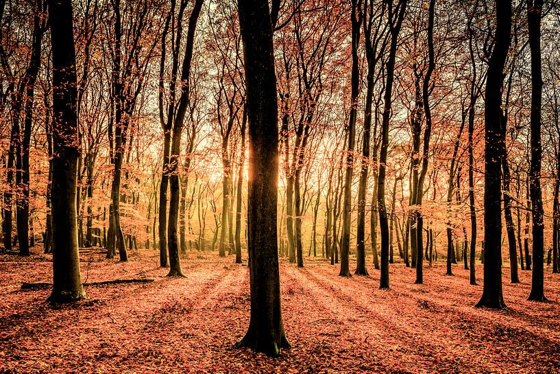Herfst in het Beukenbos op de Veluwe van Sjoerd van der Wal Fotografie