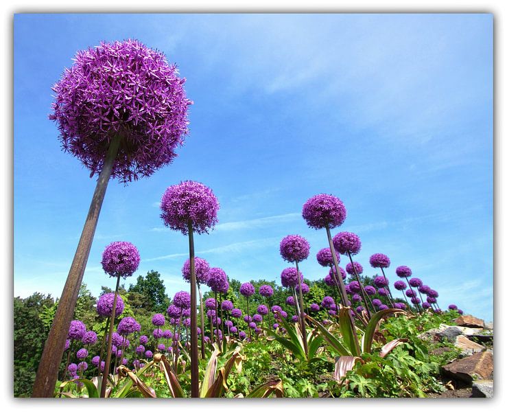 Allium, the purple giant onion by John Dekker
