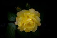 yellow rose