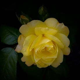 yellow rose van foto-fantasie foto-fantasie