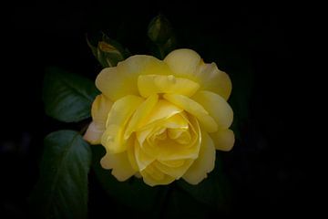 yellow rose van foto-fantasie foto-fantasie