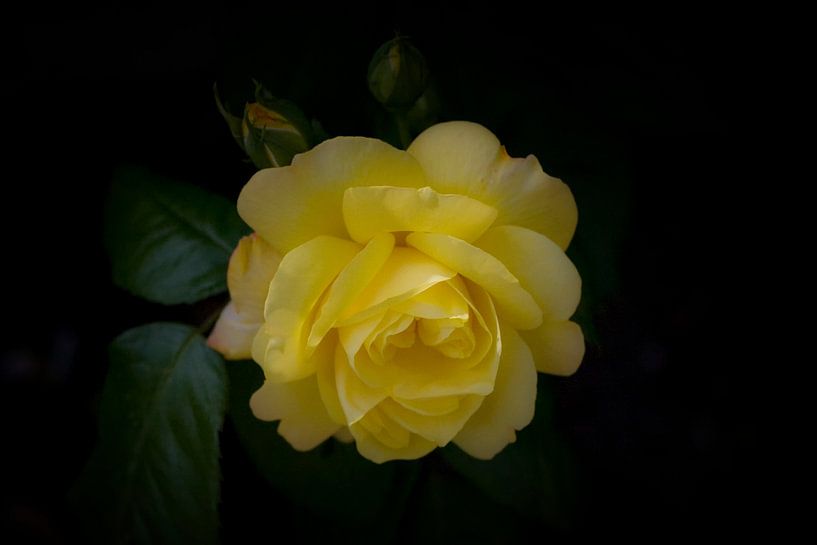 yellow rose by foto-fantasie foto-fantasie