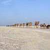 Caravane de sel à Danakil, Éthiopie sur Harold de Groot