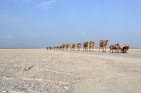 Salt caravan in Danakil, Ethiopia