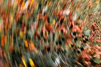 Peindre la lumière des fleurs orange numéro 3