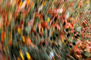 Malerei das Licht der orangefarbenen Blumen Nummer 3