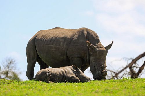 Nashörner in Kragga Kamma
