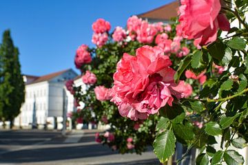 roze hoogstamrozen bij het Circus in Putbus op het eiland Rügen van GH Foto & Artdesign