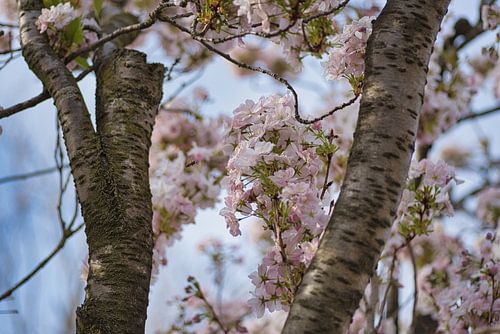 Genieten van bloesem