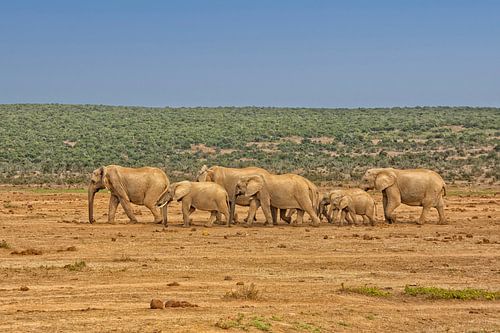 Afrikaanse olifanten op een rij in Zuid-Afrika