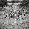 zebra camouflage van Paul Piebinga