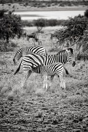zebra camouflage