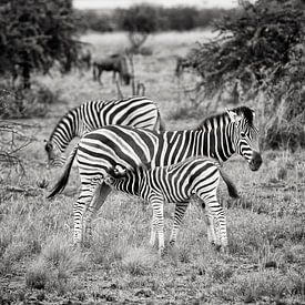zebra camouflage sur Paul Piebinga