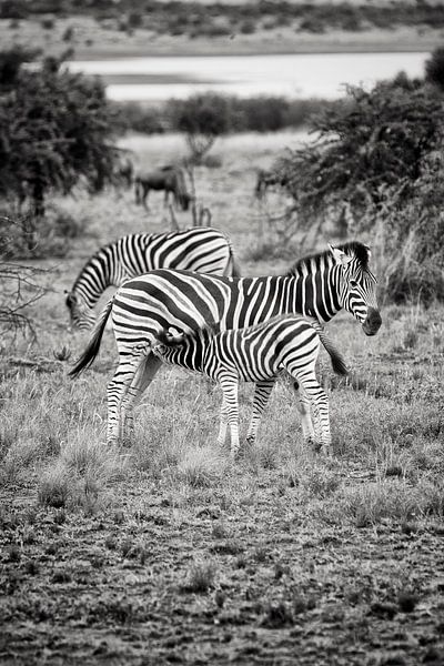 zebra camouflage von Paul Piebinga