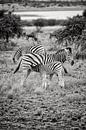 zebra camouflage von Paul Piebinga Miniaturansicht