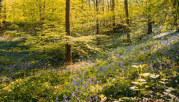 Leichtes Spiel Hallerbos Halle