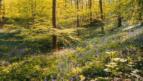 Lichtspel Hallerbos Halle