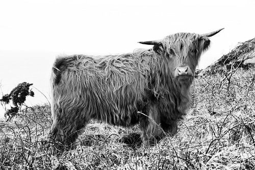 Scottish Highlander 