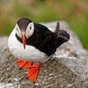 Ein Papageientauchers (Fratercula arctica) auf einem Stein in Großaufnahme von Ralf Lehmann