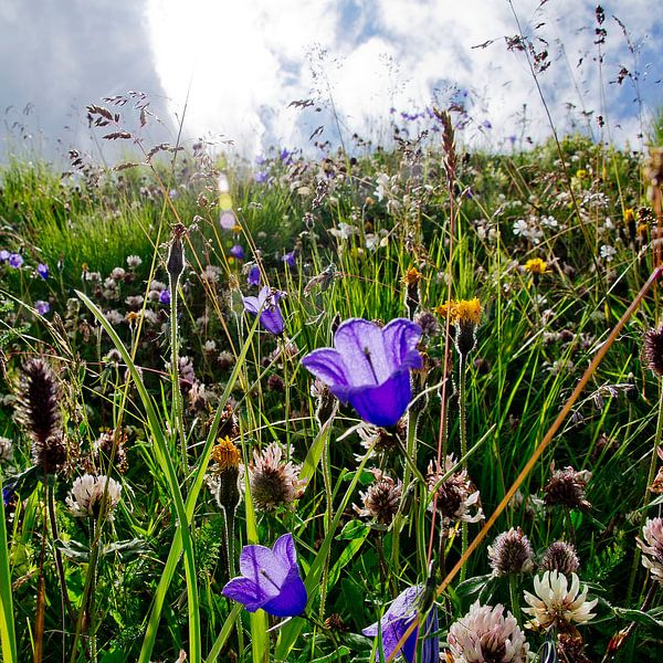 Flowers by Juliën van de Hoef