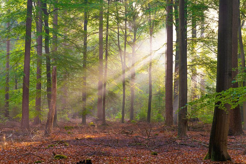zonneharpen van snippefotografie