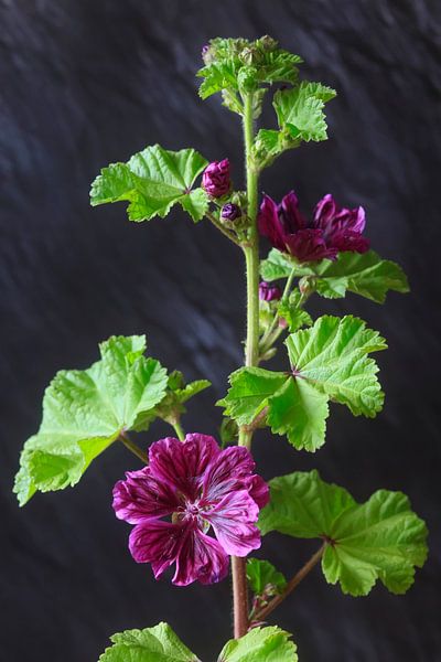 Stockrose von Thomas Jäger