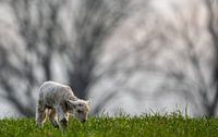 Agneau dans la prairie