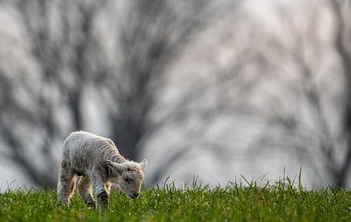 Agneau dans la prairie